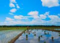 Produksi Padi di Pasaman Barat Januari-Agustus 2023 Capai 59.893 Ton