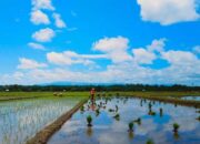 Produksi Padi di Pasaman Barat Januari-Agustus 2023 Capai 59.893 Ton