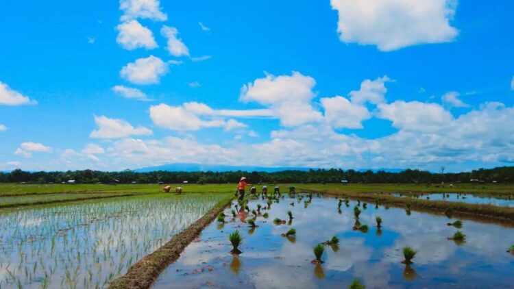 Salah satu lahan persawahan di Kabupaten Pasaman Barat. Antara/Altas Maulana.