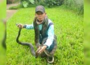 Inisiatif Mas Turiman, Buka Komunitas Reptil Solsel untuk Pecinta Ular Kobra