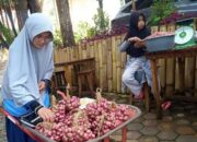 Cerita Petani di Solok Kreasikan Bawang Merah jadi Oleh-oleh khas Alahan Panjang