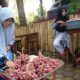 Seorang pengunjung objek wisata vila kayu putih saat memilih kreasi bawang merah kepang oleh-oleh khas Alahan Panjang. (Foto: Dok. ANTARA/HO-Laila Syafarud)