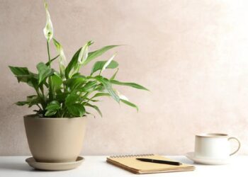 bunga peace lily. (dok. istimewa)