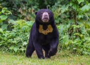 Pasutri di Kabupaten Solok Diserang Beruang saat Pulang dari Ladang
