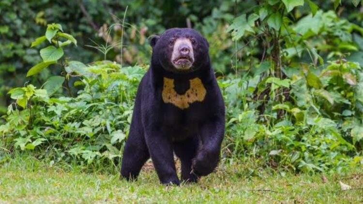 ilustrasi beruang madu. (dok. istimewa)