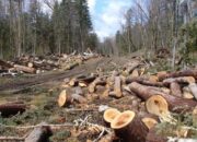 Polisi Tetapkan 16 Orang Tersangka Ilegal Logging di Riau