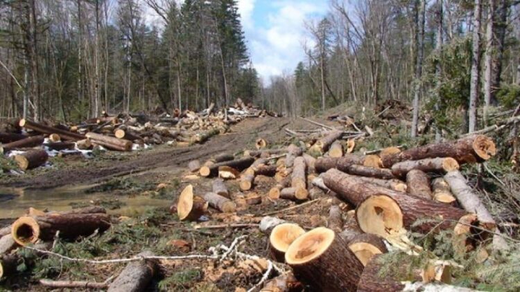 Polisi Tetapkan 16 Orang Tersangka Ilegal Logging di Riau 1 ilustrasi ilegal logging. (dok. istimewa)