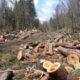ilustrasi ilegal logging. (dok. istimewa)