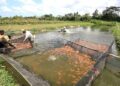 Ilustrasi tambak ikan. (Foto: Dok. Istimewa)
