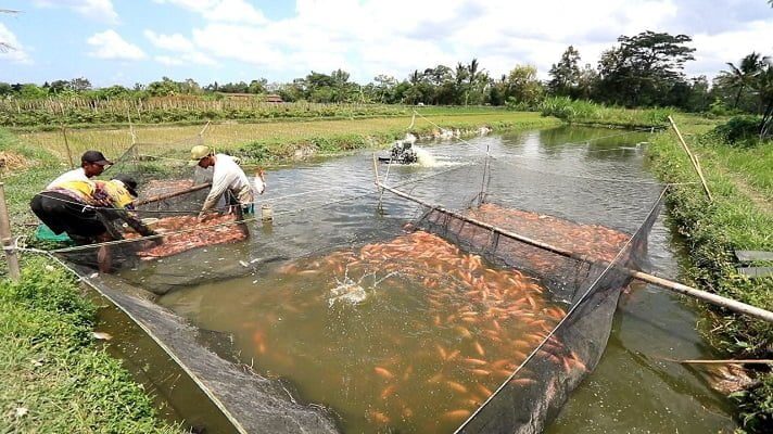 Marak Ikan Dipasok dari Luar Sumbar, Ini yang Dilakukan DKP 1 Ilustrasi tambak ikan. (Foto: Dok. Istimewa)