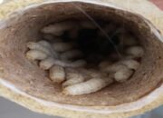 Karantina Pertanian Padang Periksa 102 Kilogram Ulat Bambu