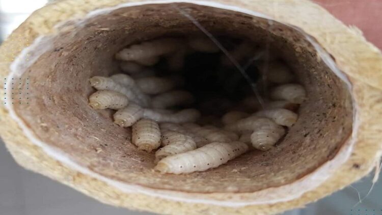 Karantina Pertanian Padang Periksa 102 Kilogram Ulat Bambu 1 ilustrasi ulat bambu. (dok. istimewa)