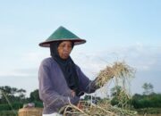 Miris, Petani di Kabupaten Solok Meninggal Tanpa Asuransi Ketenagakerjaan