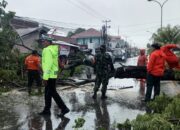 Hujan Deras di Padang Akibatkan Pohon Tumbang dan Tiang Listrik Patah