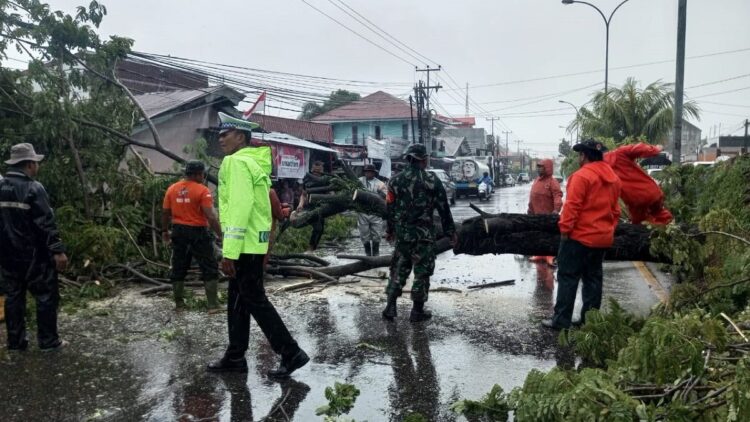 Hujan Deras di Padang Akibatkan Pohon Tumbang dan Tiang Listrik Patah 1 Pohon tumbang di sejumlah titik Kota Padang. (Foto: Dok. Pusdalops PB)