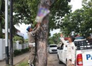Banyak Poster Caleg dan Iklan Dipasang di Pohon, Satpol PP Padang Ngaku Lakukan Penertiban Setiap Hari