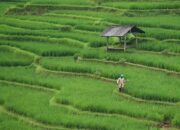 Cegah Harga Bawang Jatuh, Petani di Kabupaten Solok Diminta Kurangi Luas Lahan Tanam