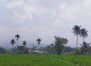 Kabut Asap makin Tebal, Dinkes Padang Ingatkan Lansia-Ibu Hamil Kurangi Aktifitas Luar Rumah