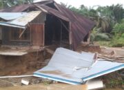 Banjir Landa Pasaman Barat, Ratusan Rumah Terendam, Lahan Pertanian Rusak