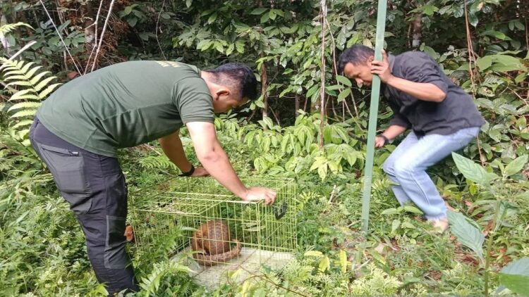 Petugas BKSDA Sumbar lepasliar trenggiling ke kawasan hutan Cagar Alam Maninjau, Kabupaten Agam, Senin (25/9). Dok Antara/Yusrizal