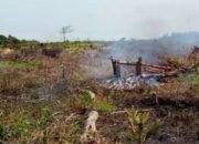 Area Perkebunan Sawit Warga di Pessel Terbakar, BPBD Lakukan Hal Ini