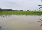 Diterjang Banjir, Jembatan Hanyut dan 20 Hektare Sawah Terendam di Pasaman