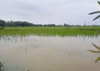 Banjir di Pasbar, Ratusan Ha Lahan Pertanian Warga Terdampak