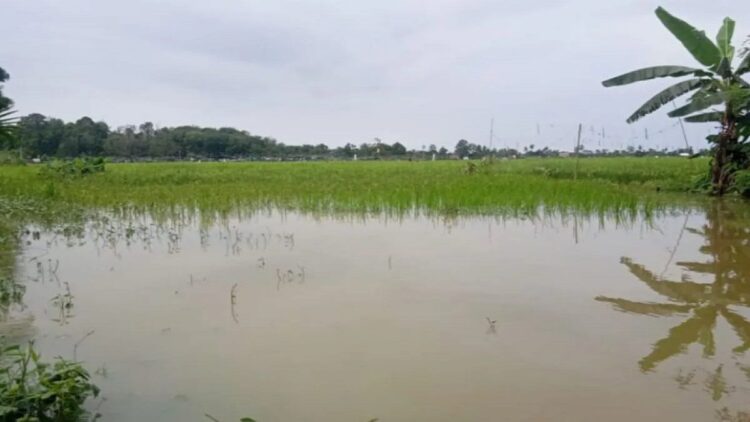 Ilustrasi lahan pertanian terendam banjir. (Foto: Antara)