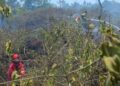 Petugas Damkar memadamkan api yang membakar lahan gaharu milik warga, Rabu (27/9/2023) siang. (Foto: Dok Diskominfo Kabupaten Agam)