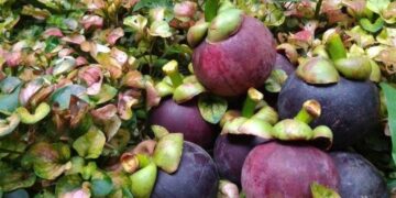 7.092 Kg Manggis asal Sumbar Diekspor ke China