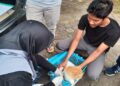 Vaksinasi rabies untuk hewan di Pauh. (dok. Diskominfotik Padang)