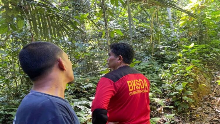 Petugas Resor Konservasi Wilayah II Maninjau Balai Konservasi Sumber Daya Alam (BKSDA) Sumatera Barat melakukan patroli. Dok BKSDA Sumbar