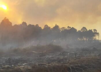 Salah satu lokasi Karhutla yang terjadi di Kabupaten Pesisir Selatan. (Foto: Antara)
