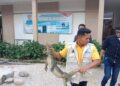 Seekor Biawak Masuk Sekolah di Agam, BKSDA Sumbar Gerak Cepat Evakuasi