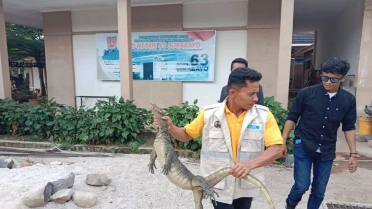 Anggota PAGARI sedang memegang biawak di SDN 63 Surabayo, Kecamatan Lubuk Basung, Kabupaten Agam, Kamis (5/10). Dok Antara/Yusrizal