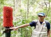 Warga Agam Temukan Bunga Bangkai saat Hendak Pasang Kamera Jebak