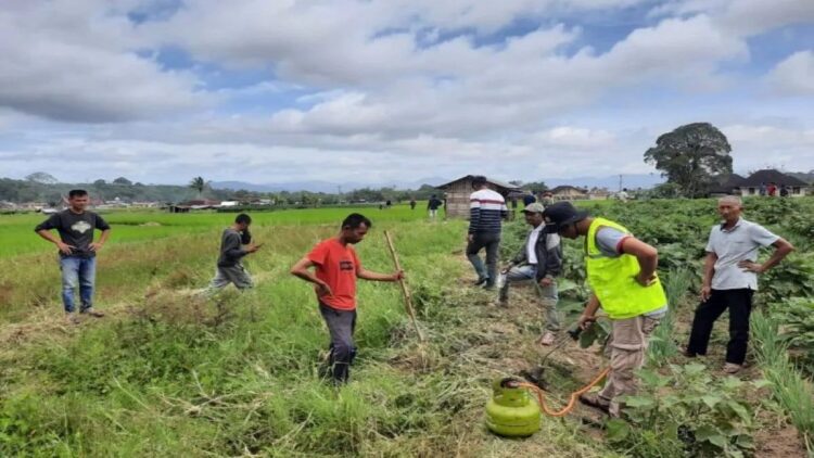 Petani sedang melakukan berburu hama tikus. Dok Dinas Pertanian Agam