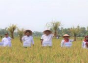 Kementan Prediksi Produksi Padi di Sumbar Tahun Ini Capai 840 Ribu Ton