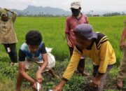 Lindungi Padi Warga, Pemkab Tanahdatar Lakukan Pengendalian Hama Tikus