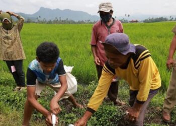 Lindungi Padi Warga, Pemkab Tanahdatar Lakukan Pengendalian Hama Tikus