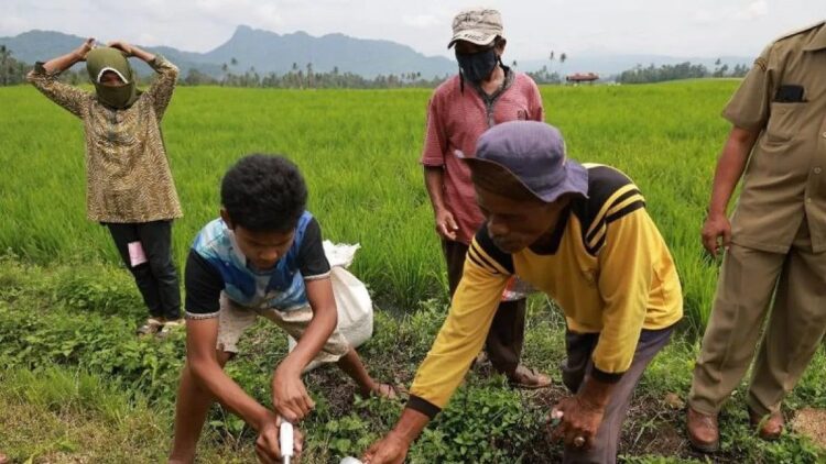 Pemkab Tanahdatar bersama warga lakukan pengendalian hama tikus (Antara/Etri Saputra)