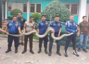 Ngeri! Piton Sepanjang 5 Meter Muncul dari Gudang PLN di Padang
