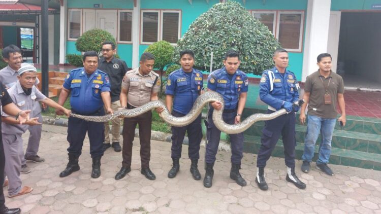 Ngeri! Piton Sepanjang 5 Meter Muncul dari Gudang PLN di Padang 1 Piton sepanjang 6 meter berhasil dievakuasi dari gudang PLN di Bypass Padang. (Foto: Dok. Infopublik)