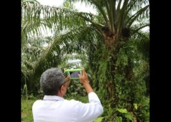 Dosen Unand Ciptakan Sensor Pendeteksi Kematangan Sawit, Ini Kegunaannya