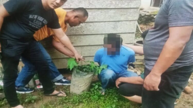 Jajaran Polres Pasaman Barat melakui Polsek Ranah Batahan menangkap pelaku yang menanam ganja dalam puluhan polibag di Proyek Siduampan Jalur Tiga, Jorong Siduampan, Nagari Batahan Selatan, Kecamatan Ranah Batahan, Selasa (24/10/2033). Antara/HO-Humas Polres Pasaman Barat.