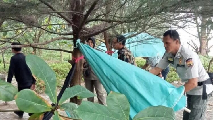 Diduga untuk Maksiat, Satpol PP Pariaman Sita Payung Ceper di Pantai Kata 1 Seorang anggota Satpol PP Pariaman, Sumbar menertibkan payung yang dipasang rendah di kawasan objek wisata Pantai Kata. Antara/HO-Satpol PP dan Damkar Pariaman
