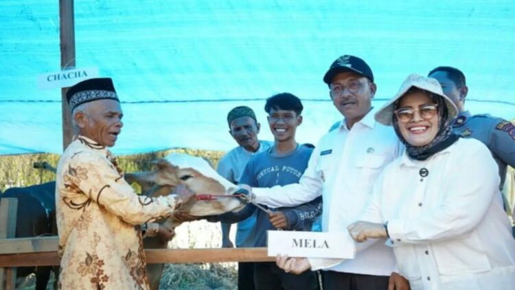 Wujudkan Ketahanan Pangan, Pemkab Solsel Integrasikan Program Desa Tageh-Suka Sapi 1 Bupati Solok Selatan Khairunas menyerahkan bantuan sapi kepada salah seorang perwakilan kelompok tani saat launching nagari tageh suka sapi suka durian. Antara/Erik