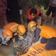 Evakuasi jasad pemancing yang meninggal usai terpeleset. (Foto: Dok. Istimewa)