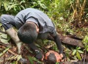 13 Bunga Rafflesia Arnoldi Gagal Mekar di Agam, Ini Penyebabnya