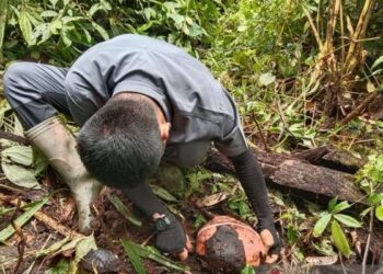 Petugas Resor Konservasi Wilayah II Maninjau Balai Konservasi Sumber Daya Alam (BKSDA) Sumatra Barat (Sumbar) sedang mengukur bunga rafflesia. (Foto: Dok Antara/Yusrizal)